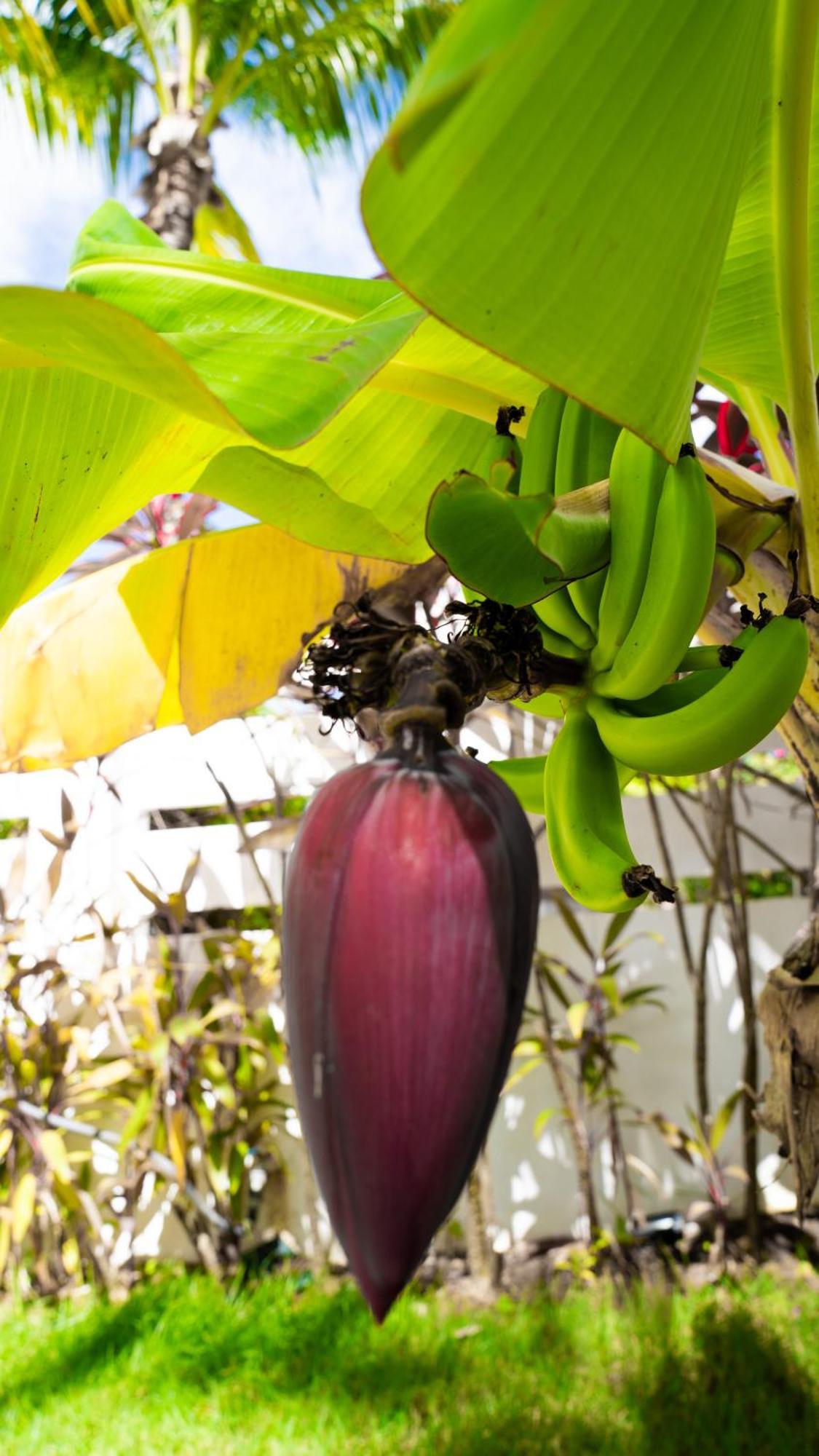 Boutique Hotel Las Flores Punta Cana Eksteriør billede